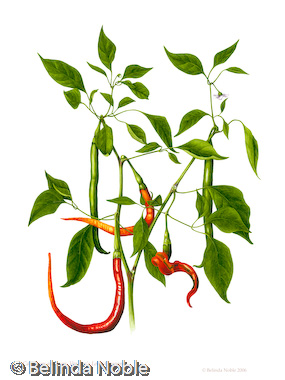 Capsicum Annuum Joe's Long Cayenne.